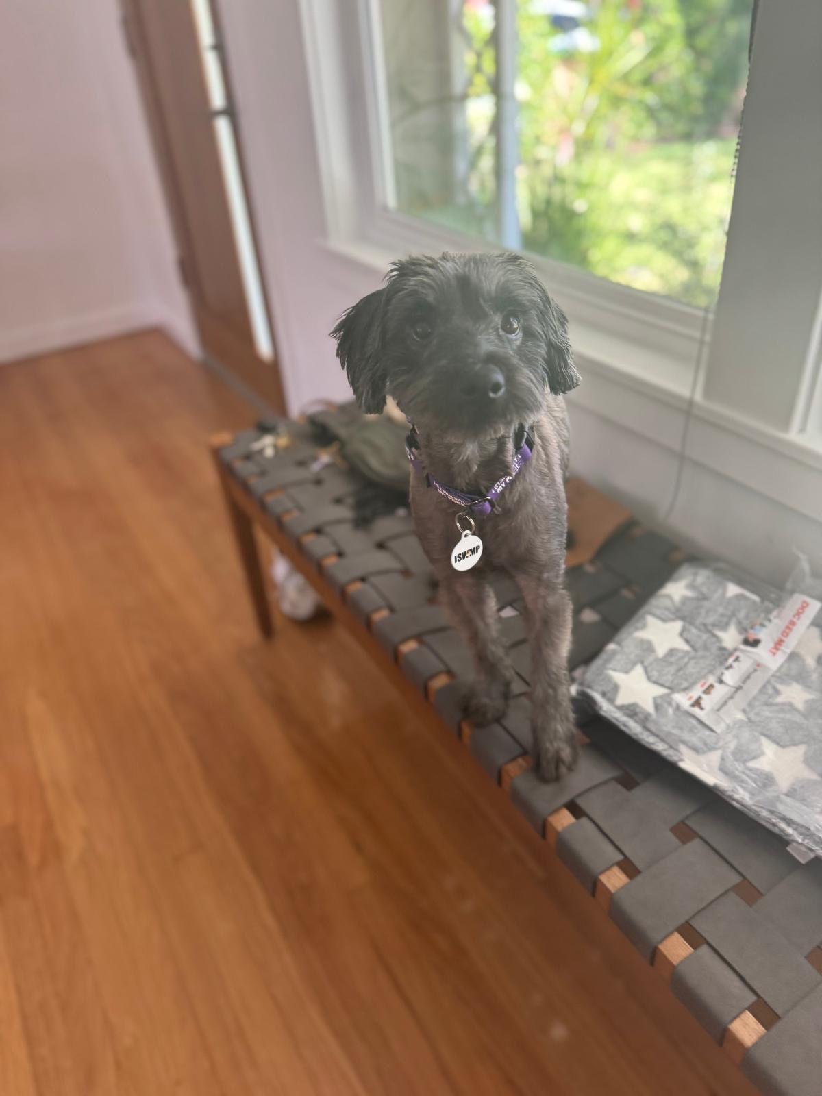 Enlarge Darcy, a Adoptable Miniature Schnauzer in Los Angeles, CA image 5/6
