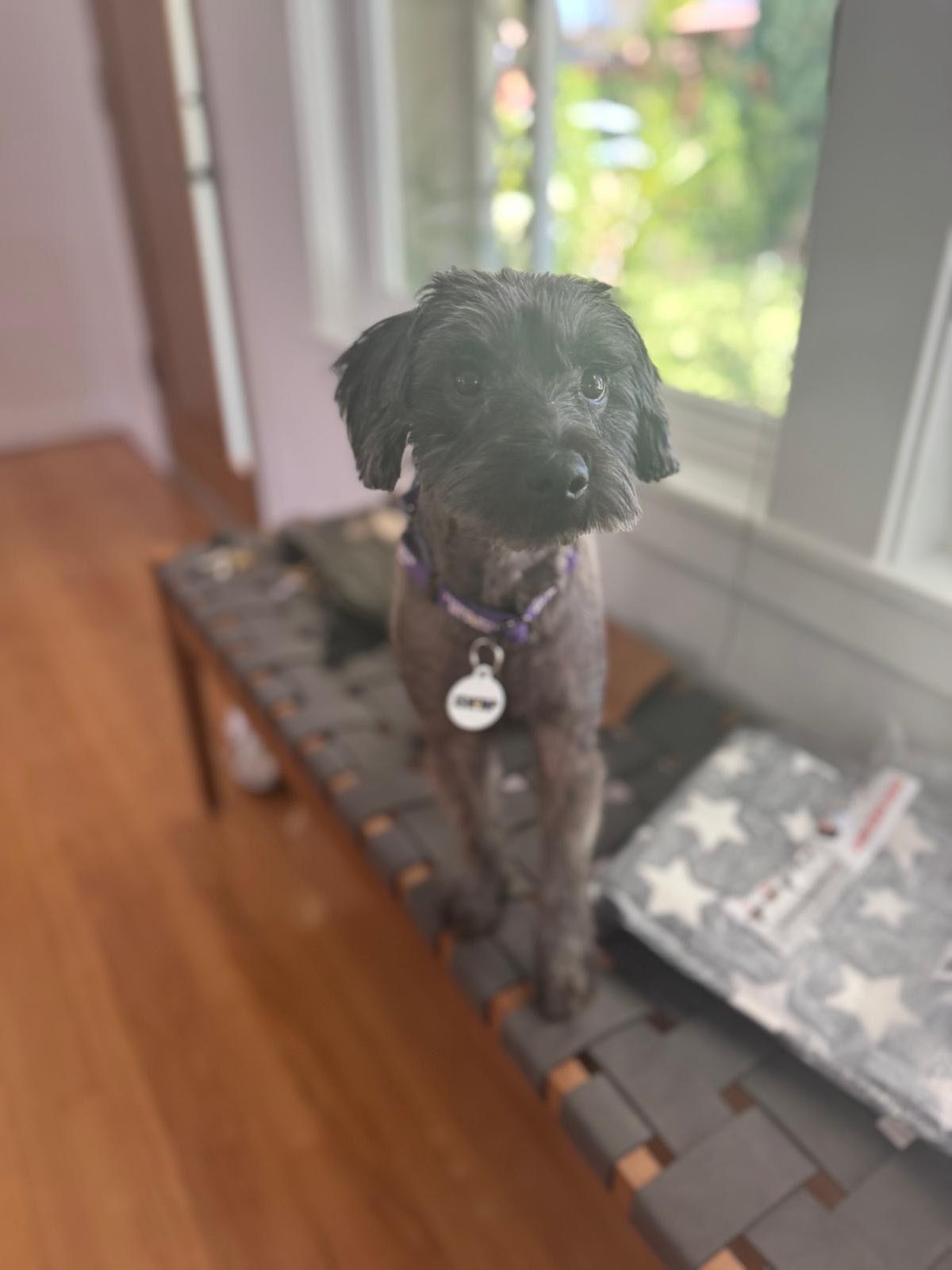 Enlarge Darcy, a Adoptable Miniature Schnauzer in Los Angeles, CA image 6/6