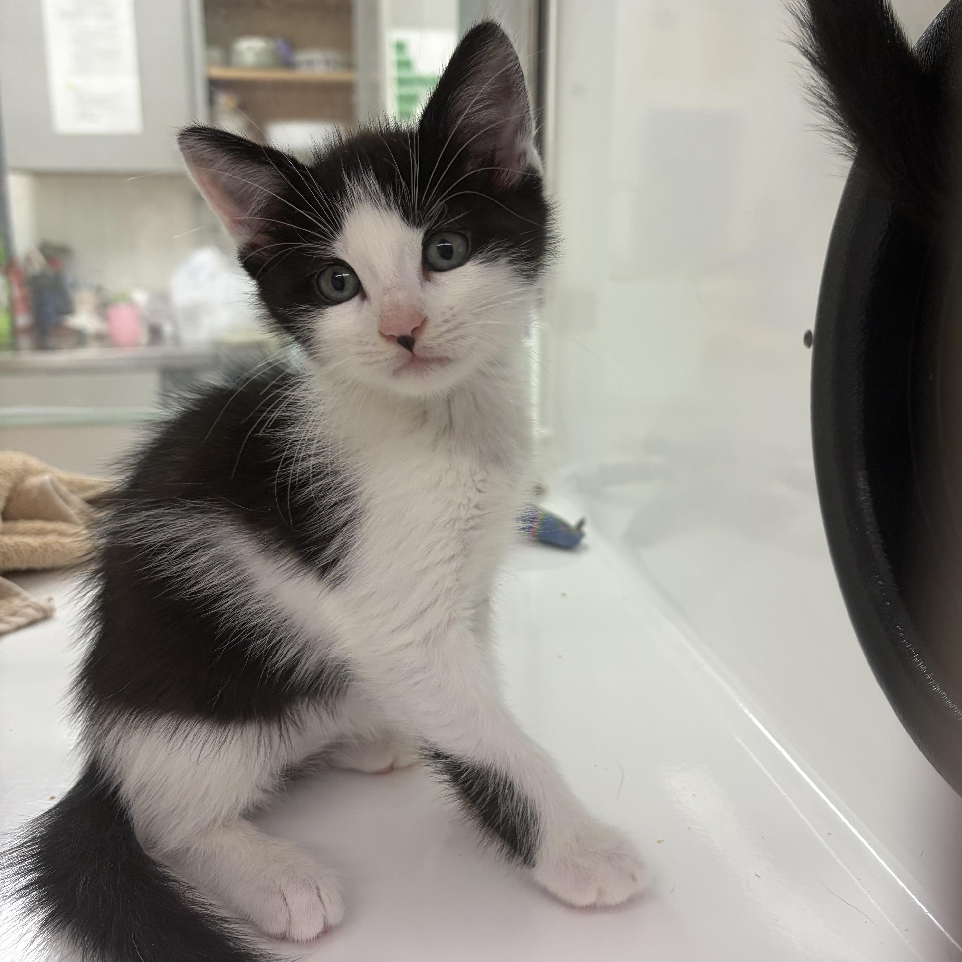 Laverno, an adopted Domestic Short Hair in AQUEBOGUE, NY image 2/2