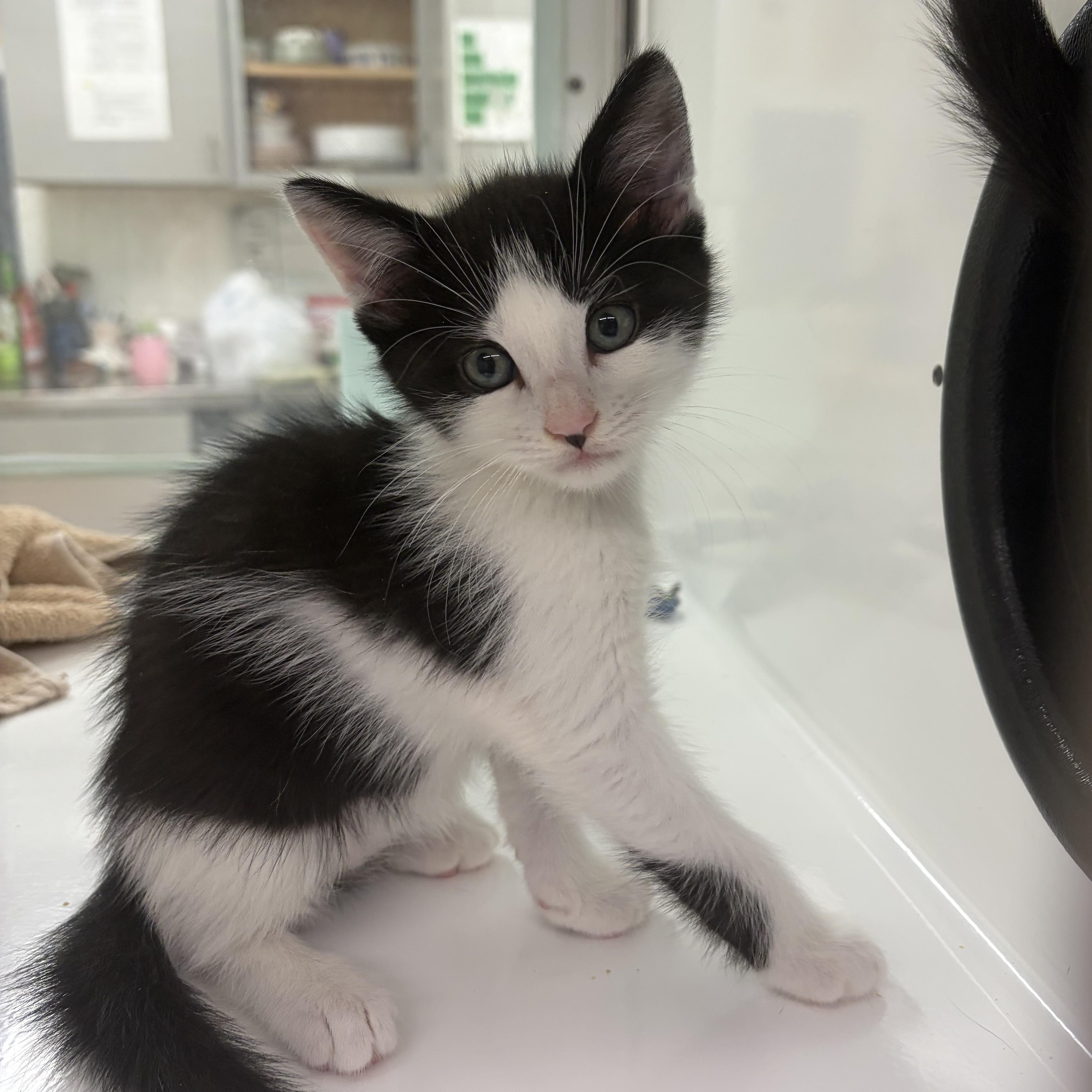 Laverno, an adopted Domestic Short Hair in AQUEBOGUE, NY image 1/2