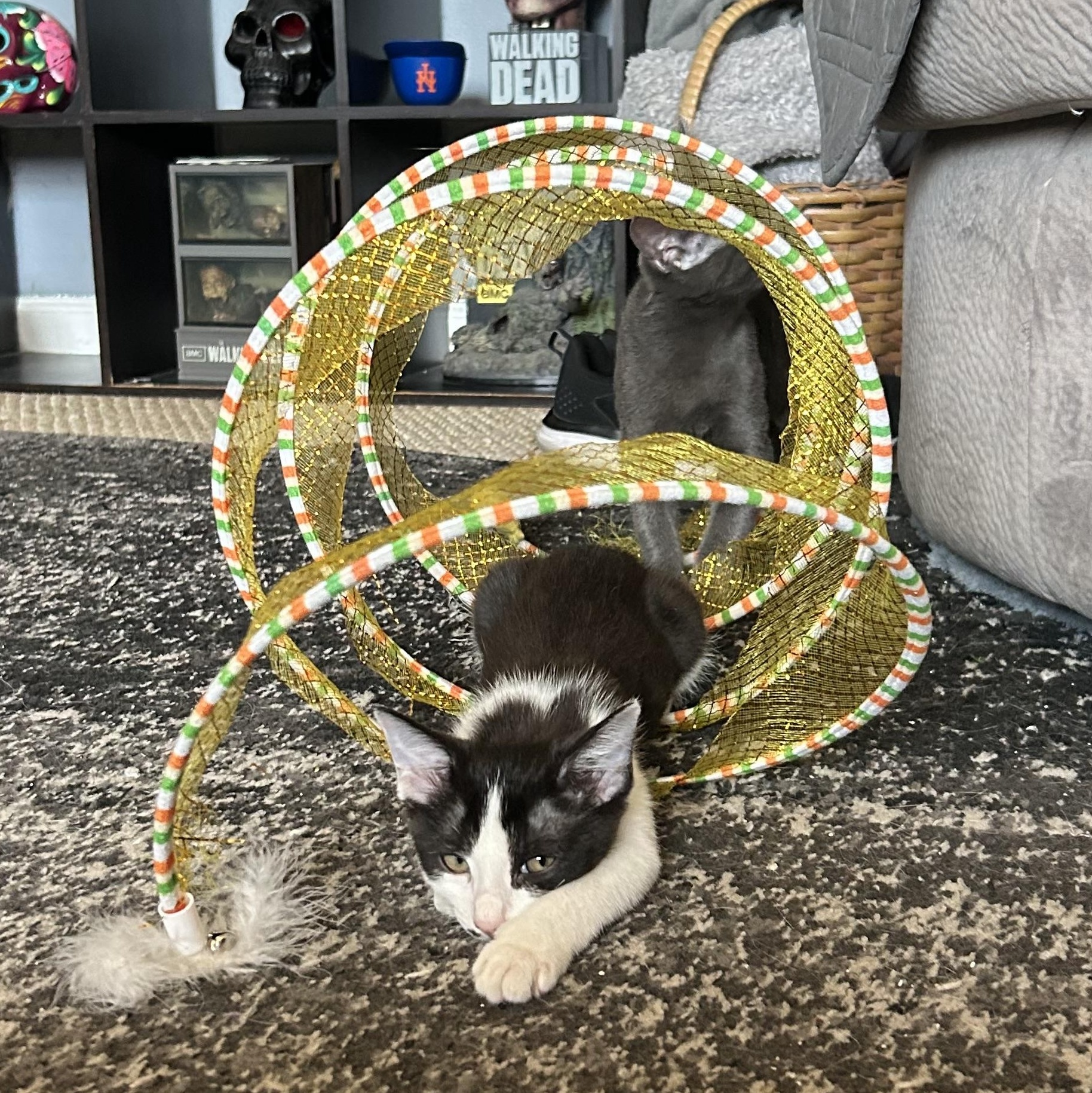 Enlarge Sage, a Adopted Domestic Short Hair in Levittown, NY image 3/5