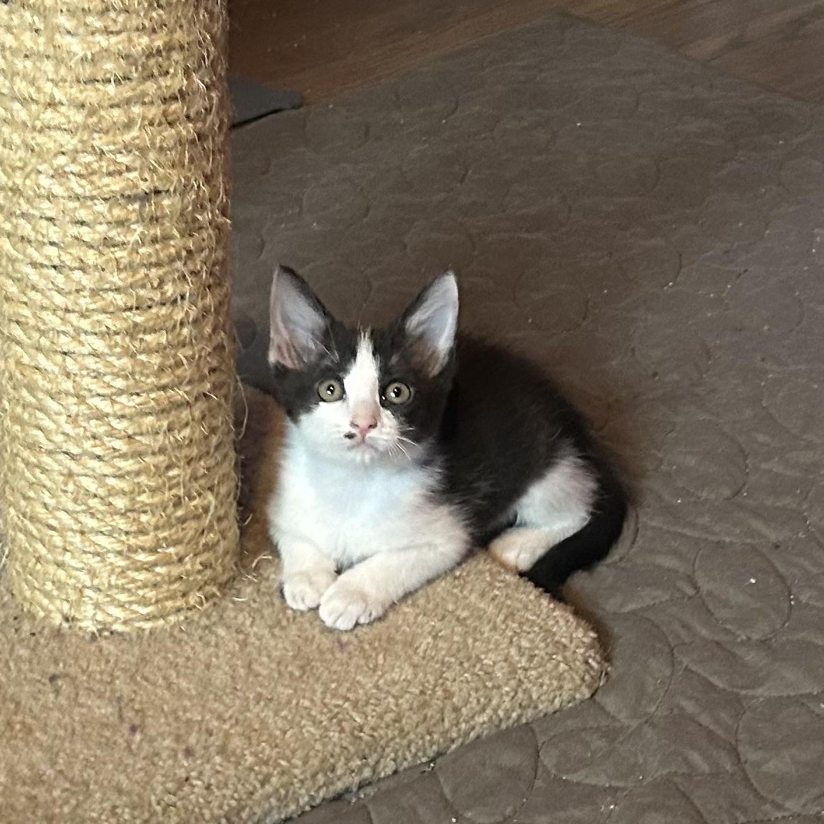 Enlarge Sage, a Adopted Domestic Short Hair in Levittown, NY image 4/5