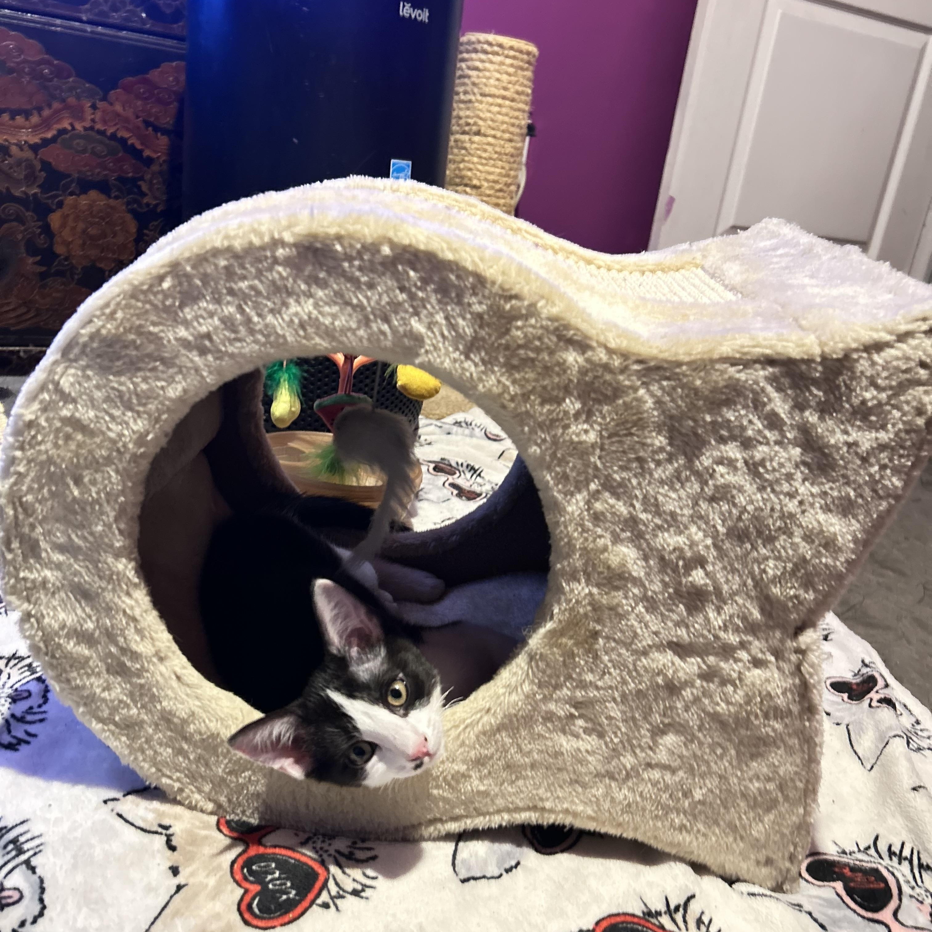 Enlarge Sage, a Adopted Domestic Short Hair in Levittown, NY image 2/5