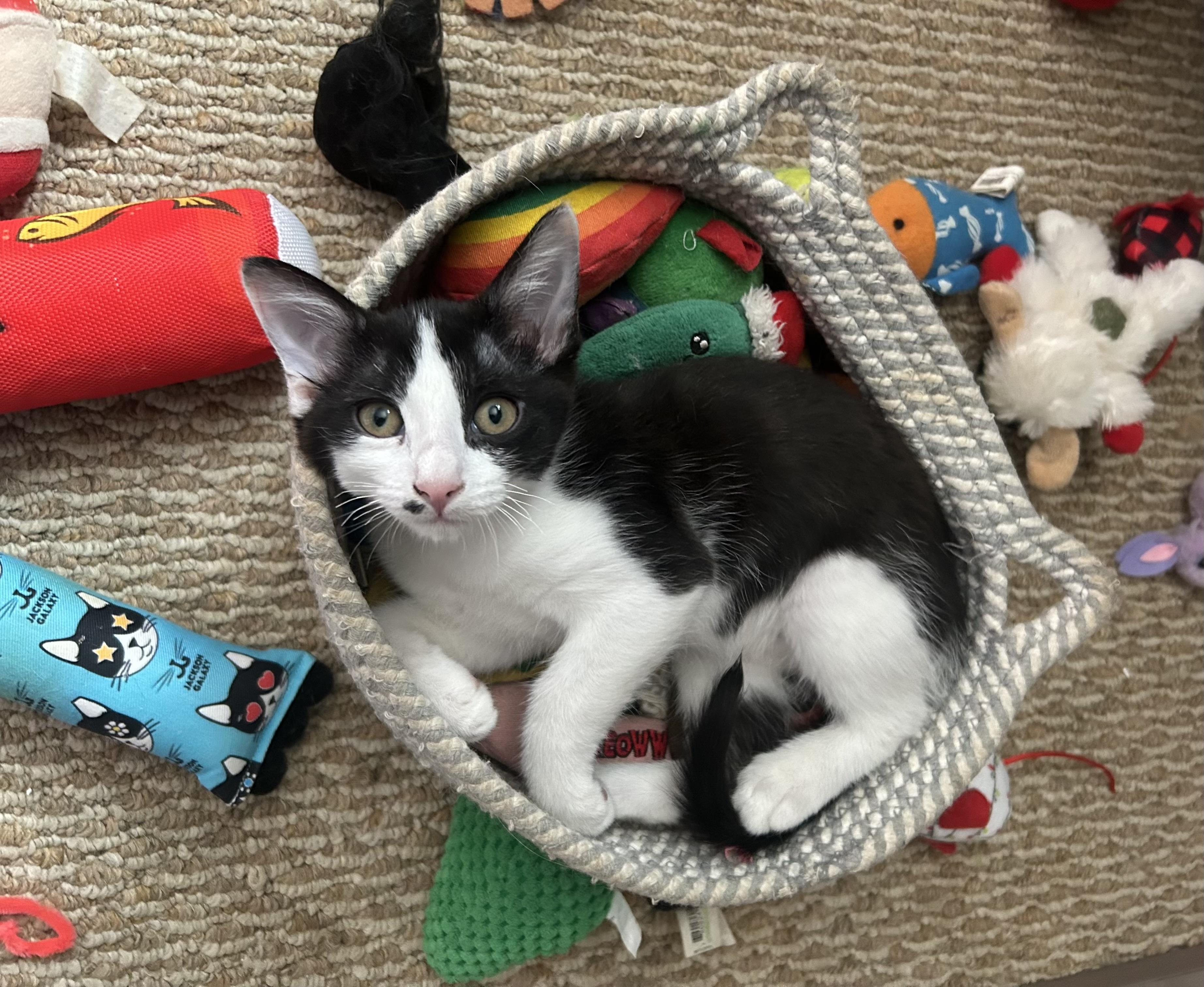 Sage, Adopted, Kitten Female Domestic Short Hair.