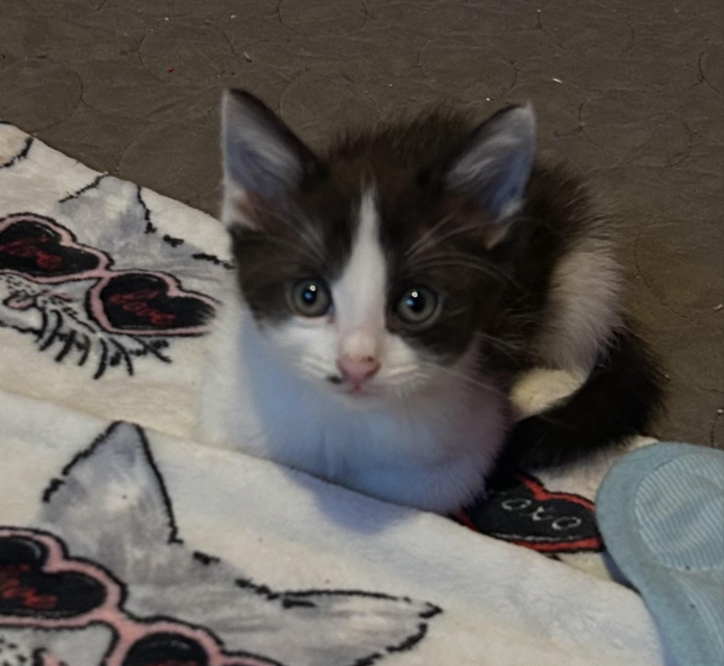 Enlarge Sage, a Adopted Domestic Short Hair in Levittown, NY image 5/5