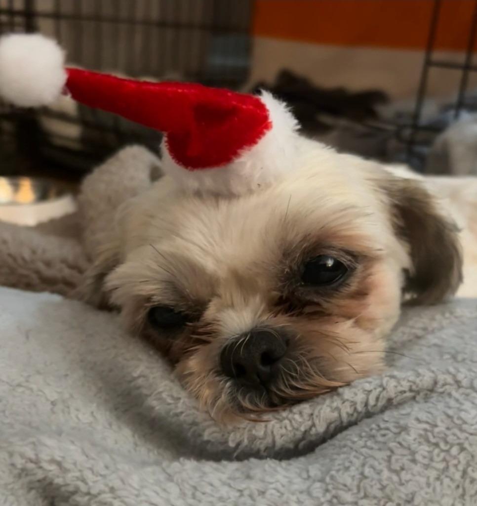Enlarge Holly, a Adoptable Shih Tzu in Toronto, ON image 1/2