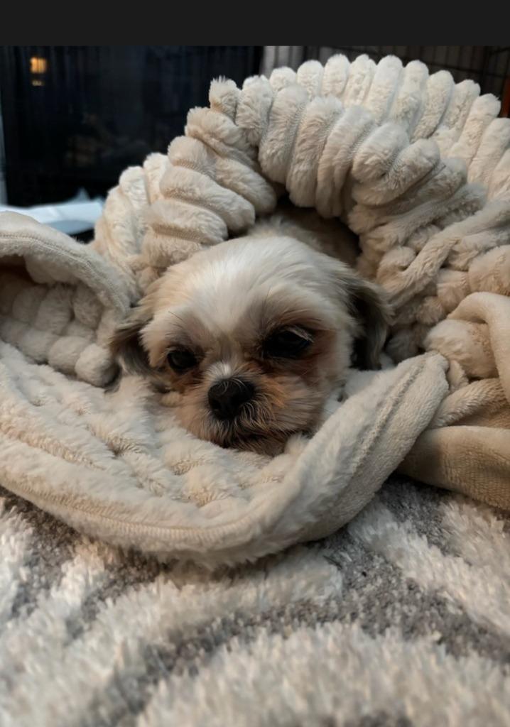 Enlarge Holly, a Adoptable Shih Tzu in Toronto, ON image 2/2