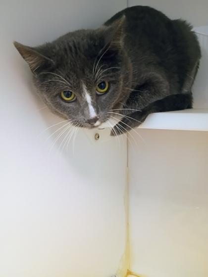 Diane, Adoptable, Young Female Domestic Short Hair & Domestic Short Hair.