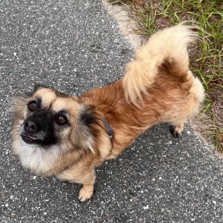 Shurri, Adoptable, Young Female Chihuahua.