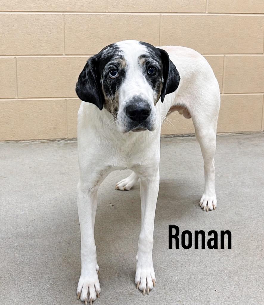 Ronan, Adoptable, Young Male Catahoula Leopard Dog.
