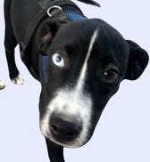 Eli