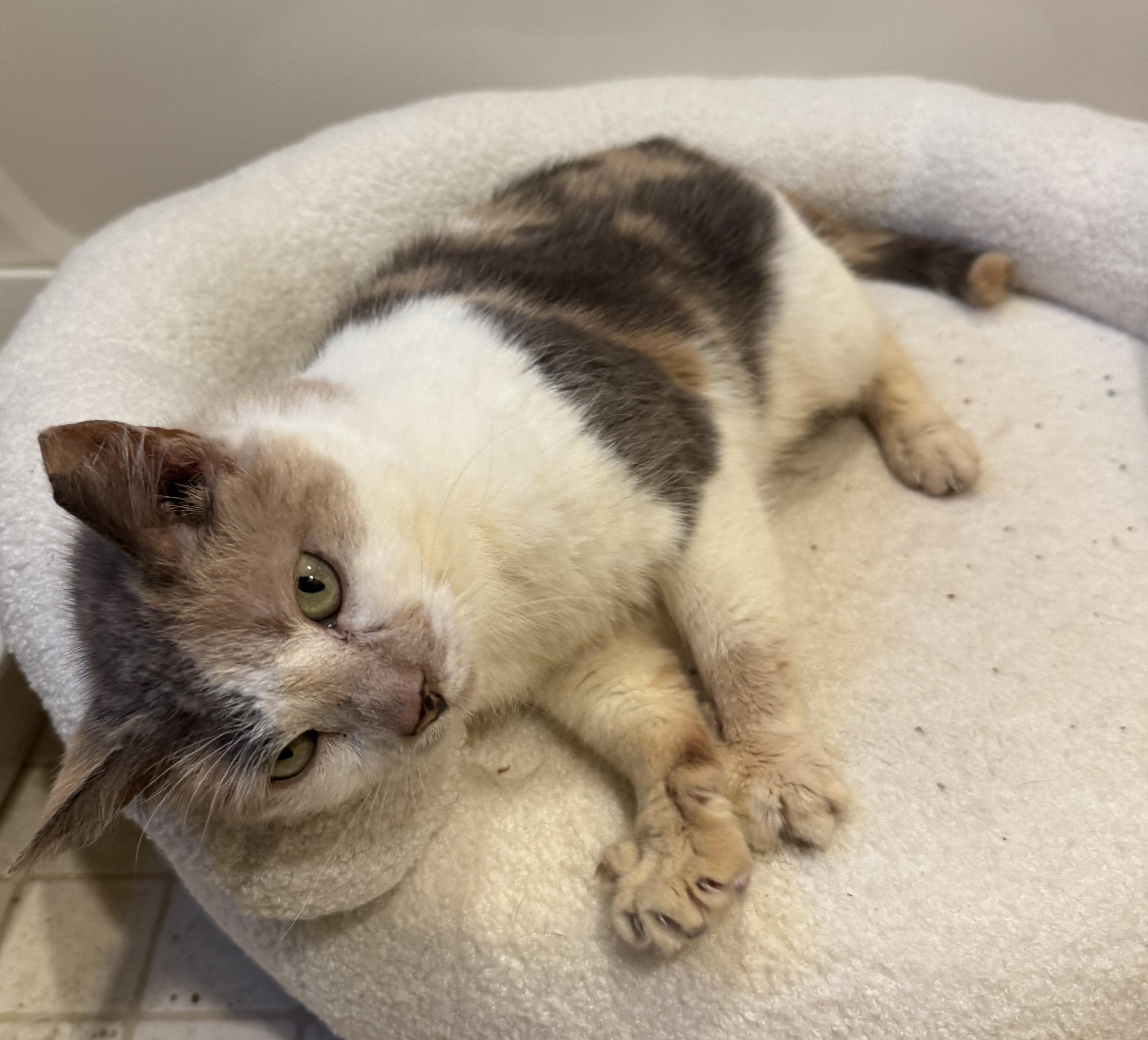 Aster, a Adoptable mixed breed in Philadelphia, PA image 2/5