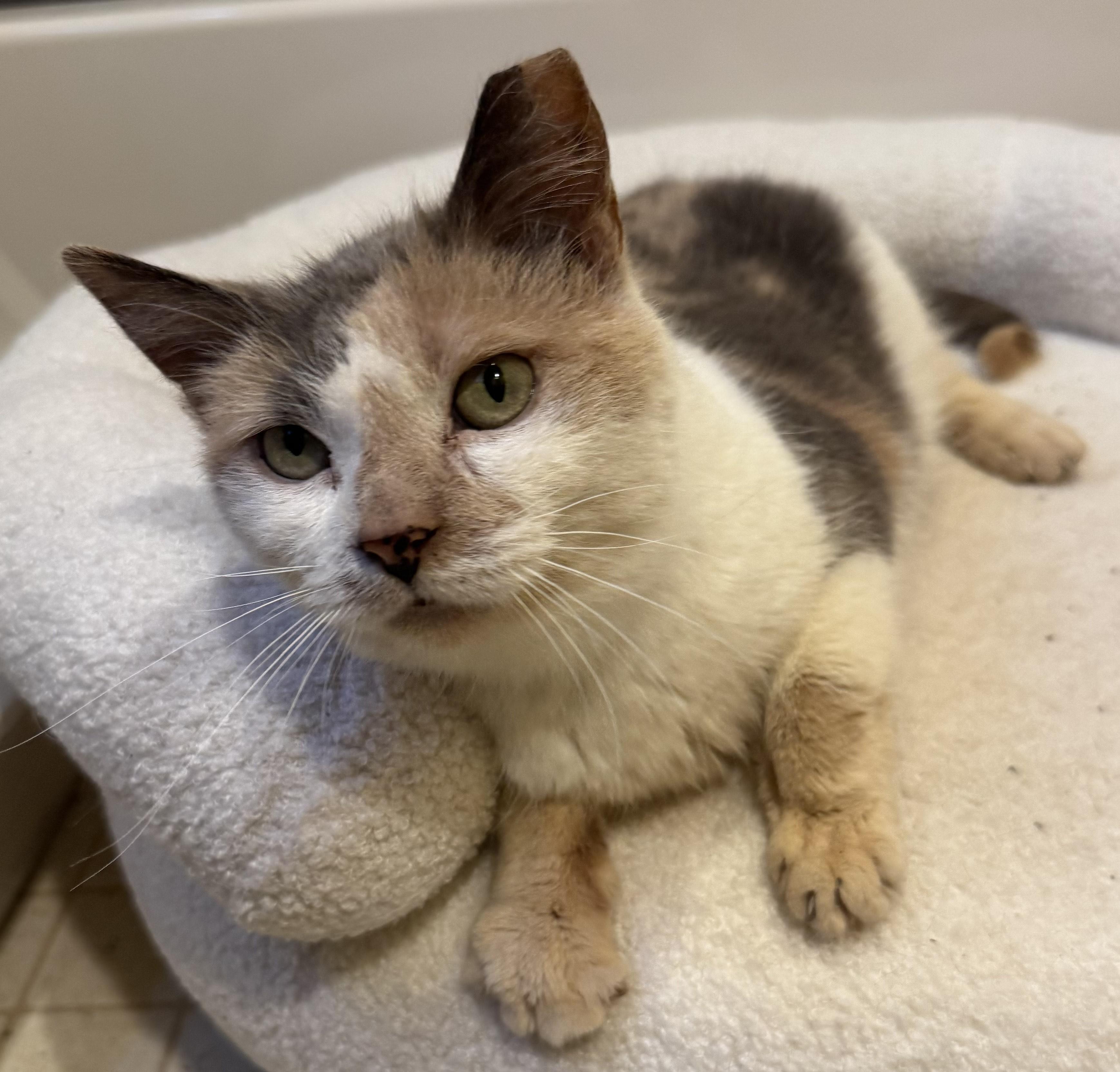Aster, Senior Female Calico
