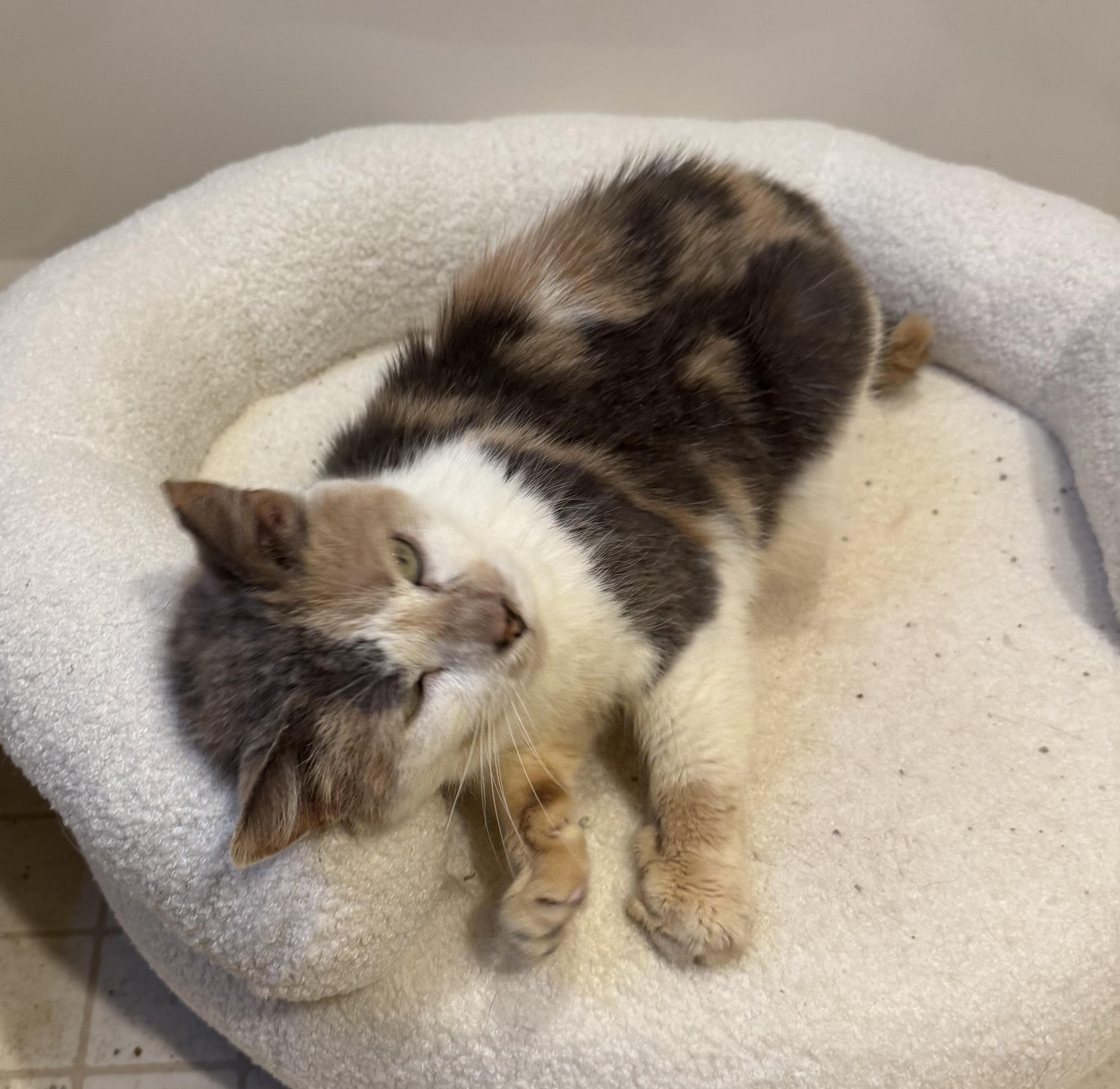 Aster, a Adoptable mixed breed in Philadelphia, PA image 4/5