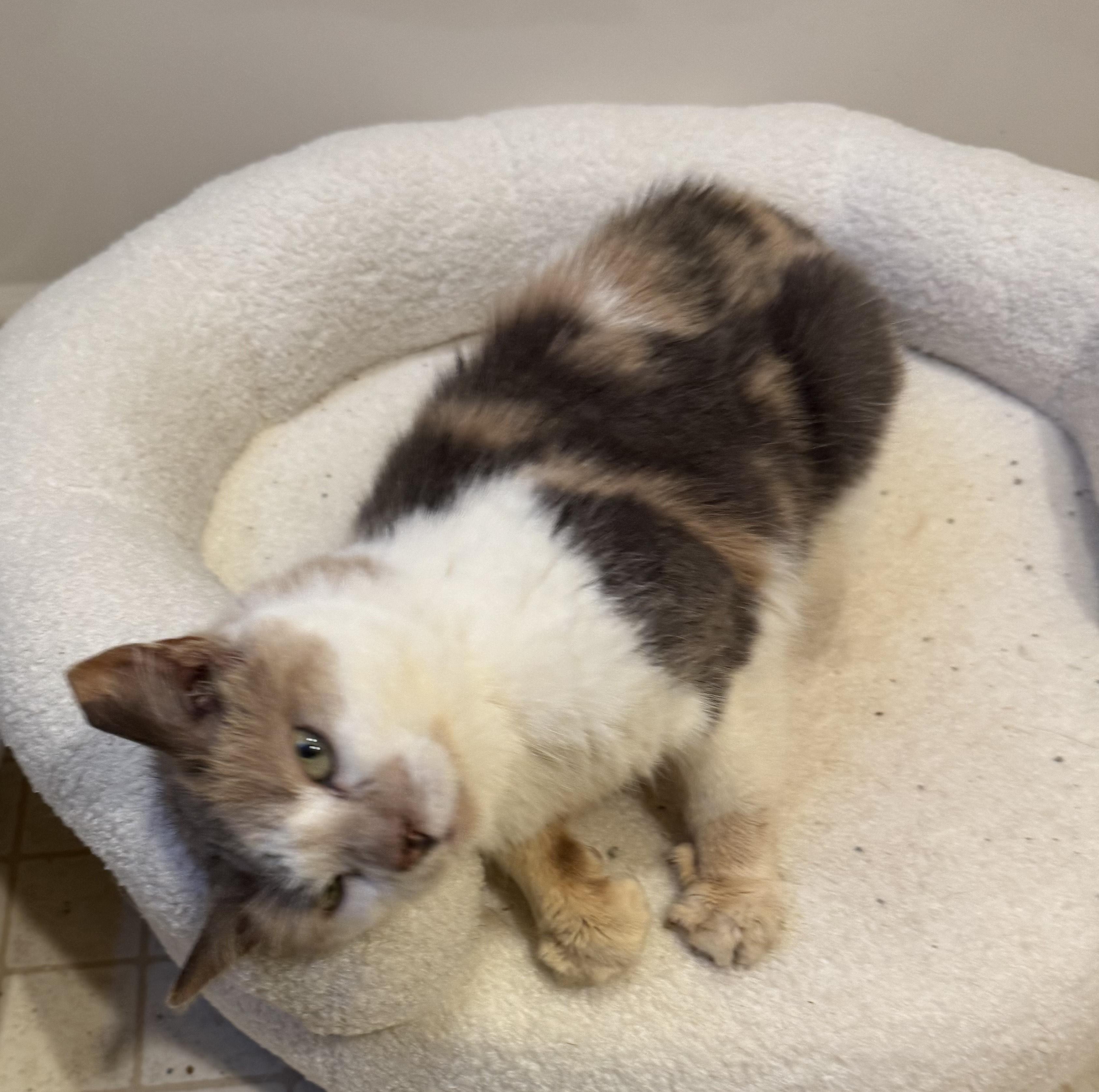 Aster, a Adoptable mixed breed in Philadelphia, PA image 5/5