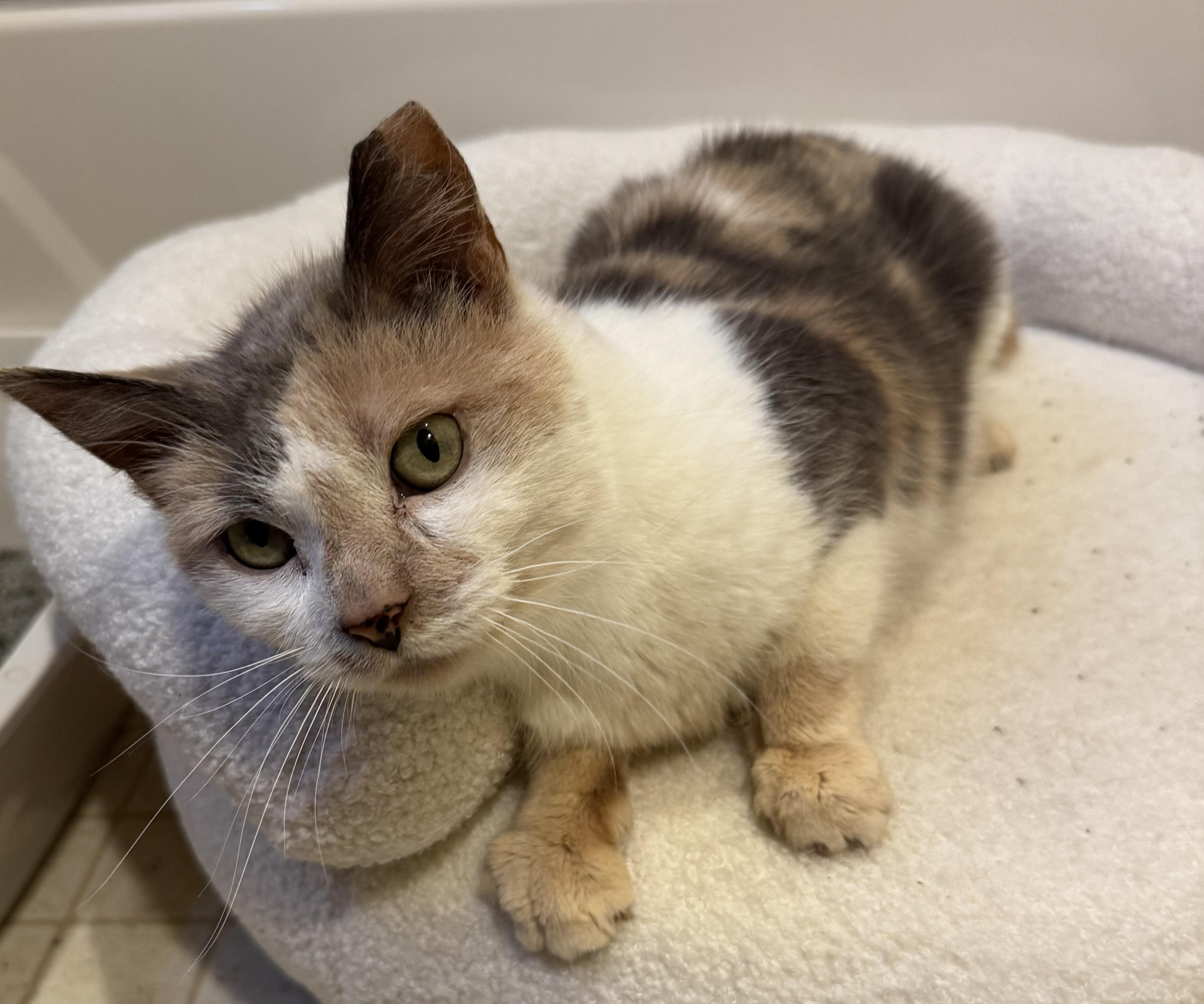 Aster, a Adoptable mixed breed in Philadelphia, PA image 3/5