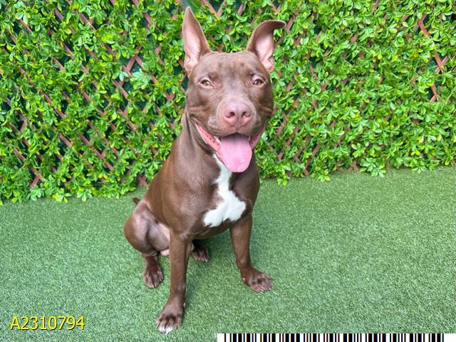 ARPEGGIO, Adoptable, Young Male Mixed Breed.