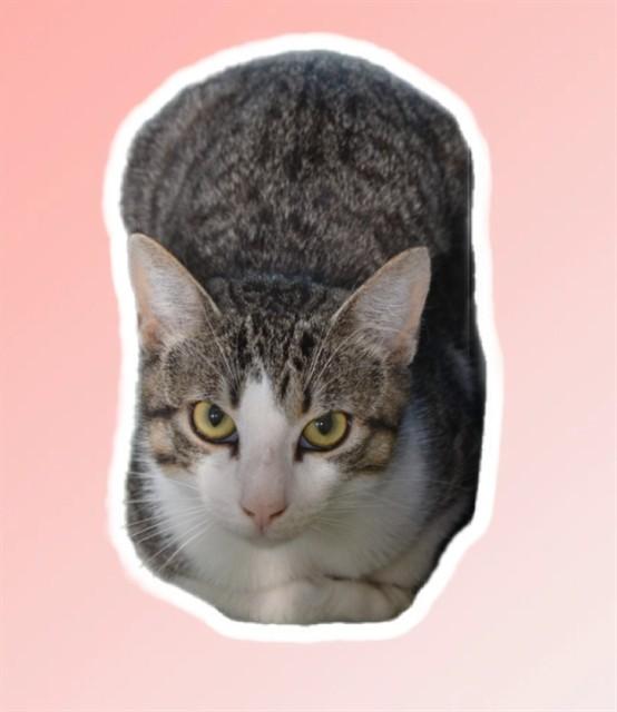 PIERRE, Adoptable, Young Male Domestic Short Hair.