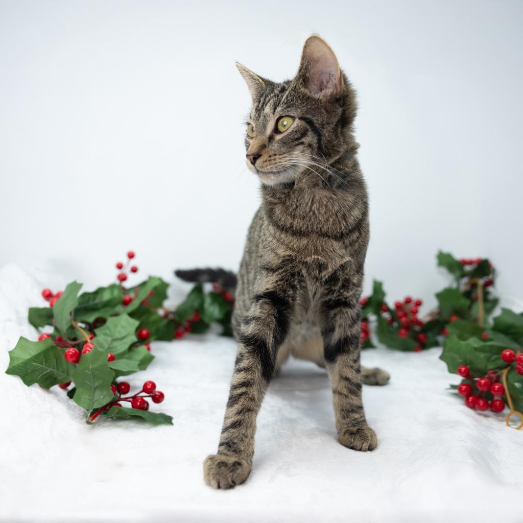 Otis, Adoptable, Adult Male Domestic Short Hair.