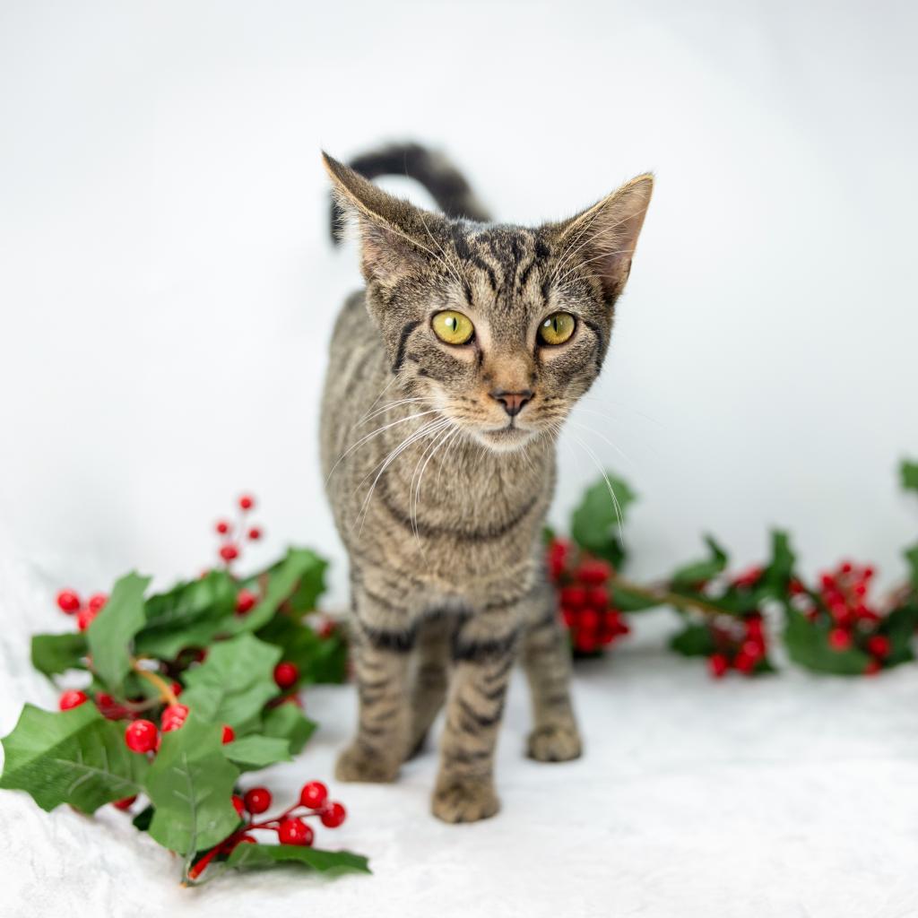 Enlarge Otis, a Adoptable Domestic Short Hair in Durham, NC image 2/6
