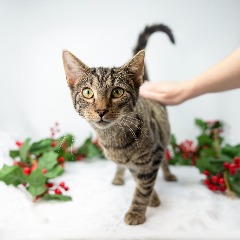 Enlarge Otis, a Adoptable Domestic Short Hair in Durham, NC image 3/6