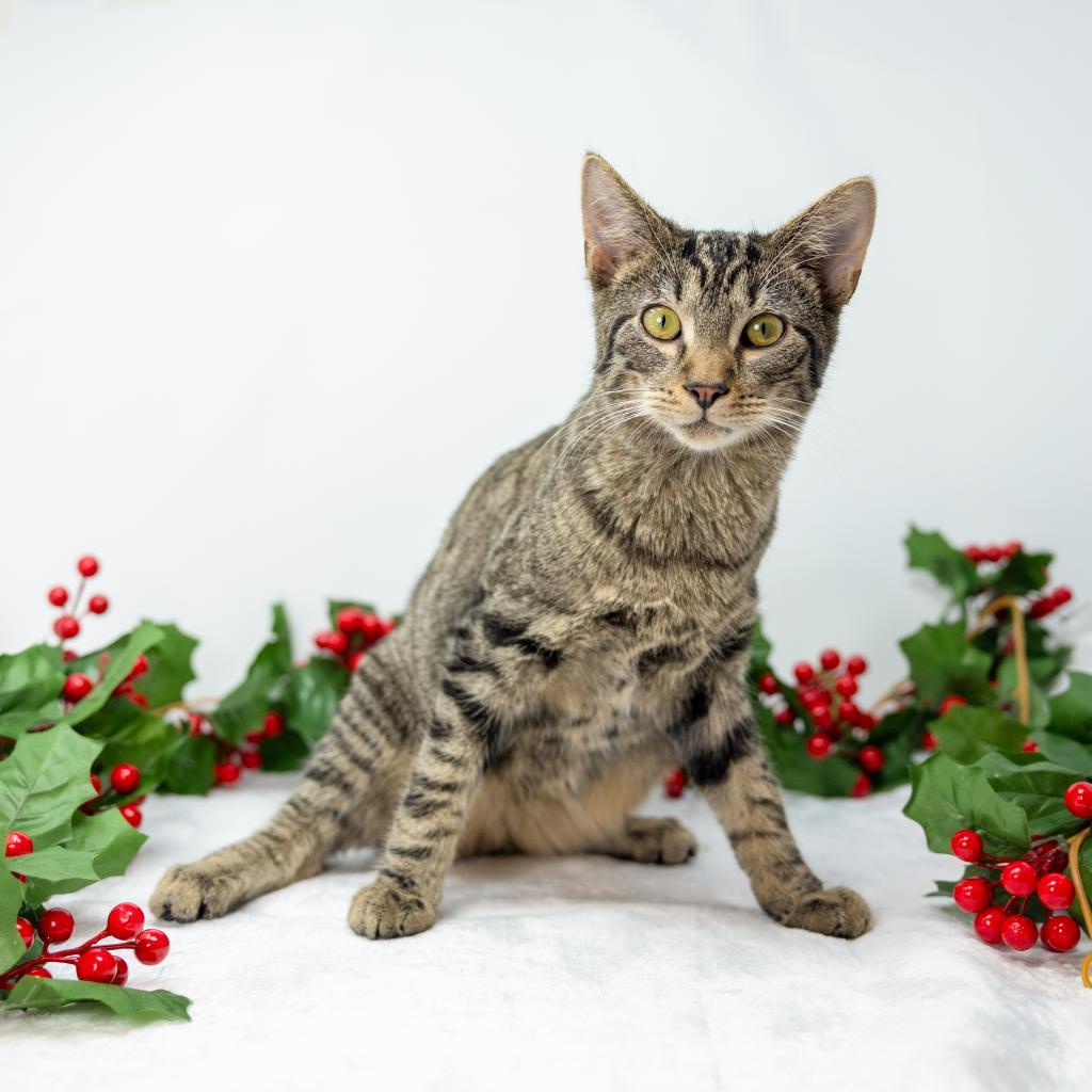 Enlarge Otis, a Adoptable Domestic Short Hair in Durham, NC image 4/6