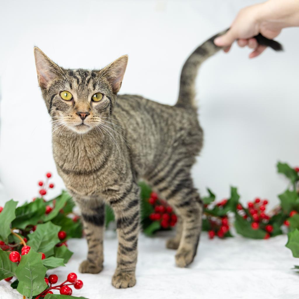 Enlarge Otis, a Adoptable Domestic Short Hair in Durham, NC image 5/6