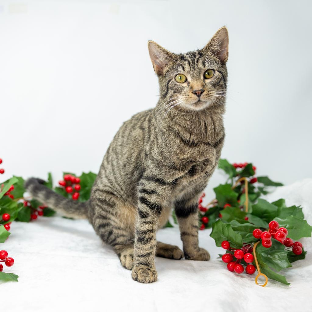 Enlarge Otis, a Adoptable Domestic Short Hair in Durham, NC image 6/6