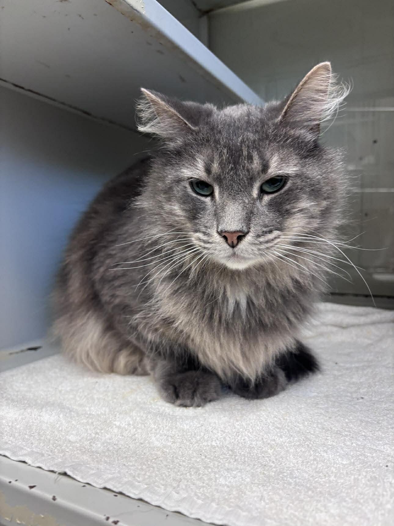 Walker, Adoptable, Adult Male Domestic Long Hair.