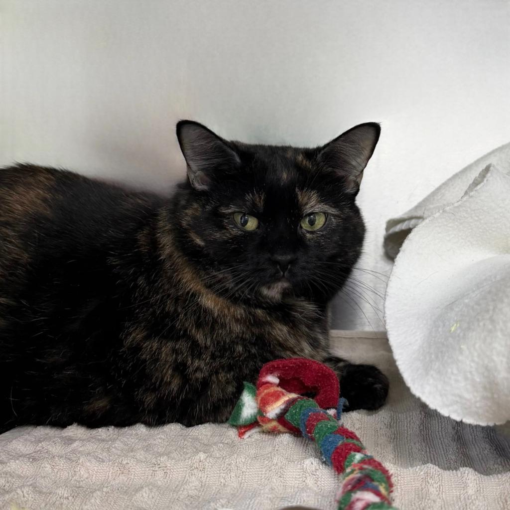 Jezebel, Adoptable, Adult Female Domestic Short Hair.