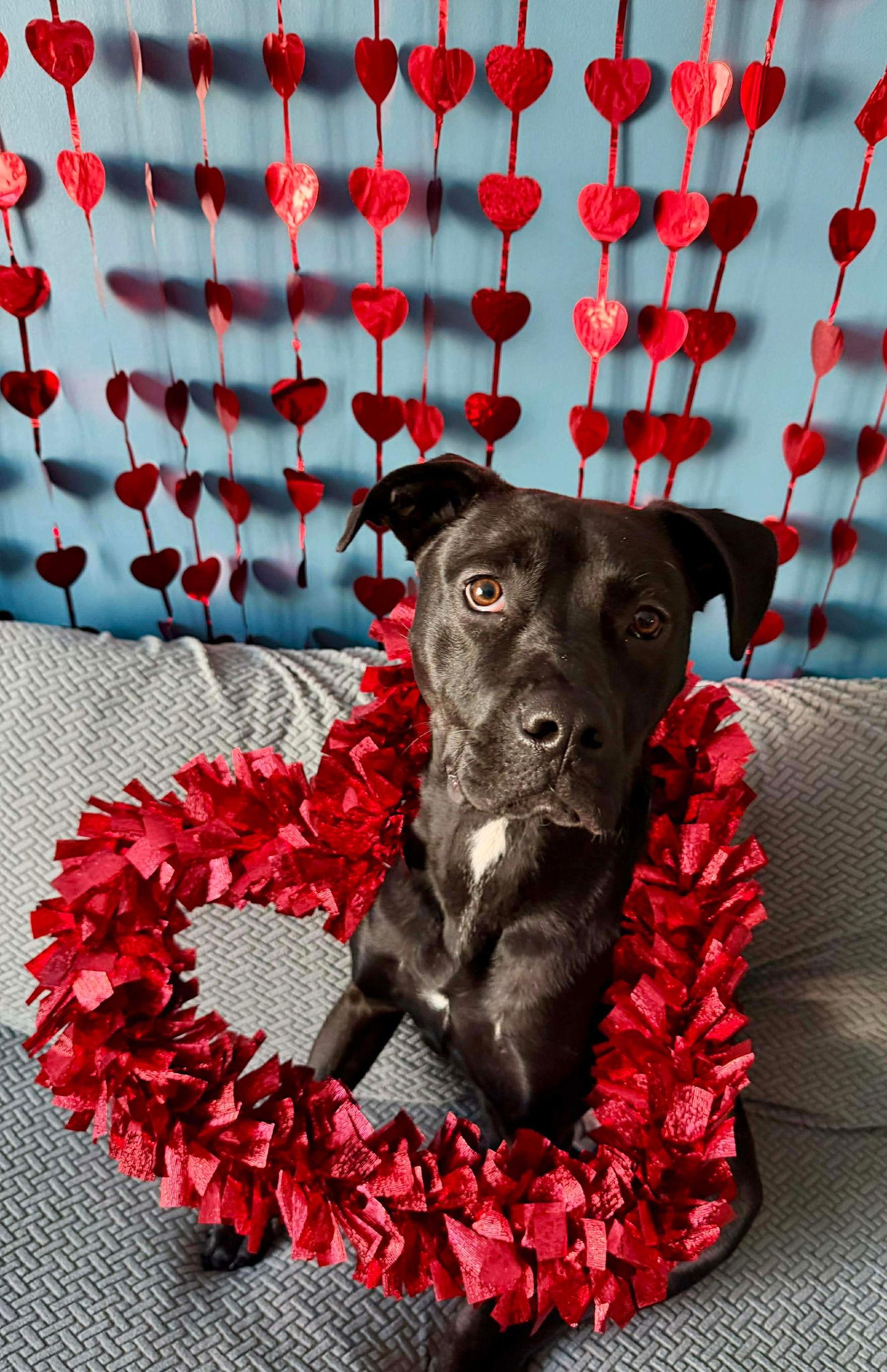 Jenson, Adoptable, Young Male Labrador Retriever & Terrier.