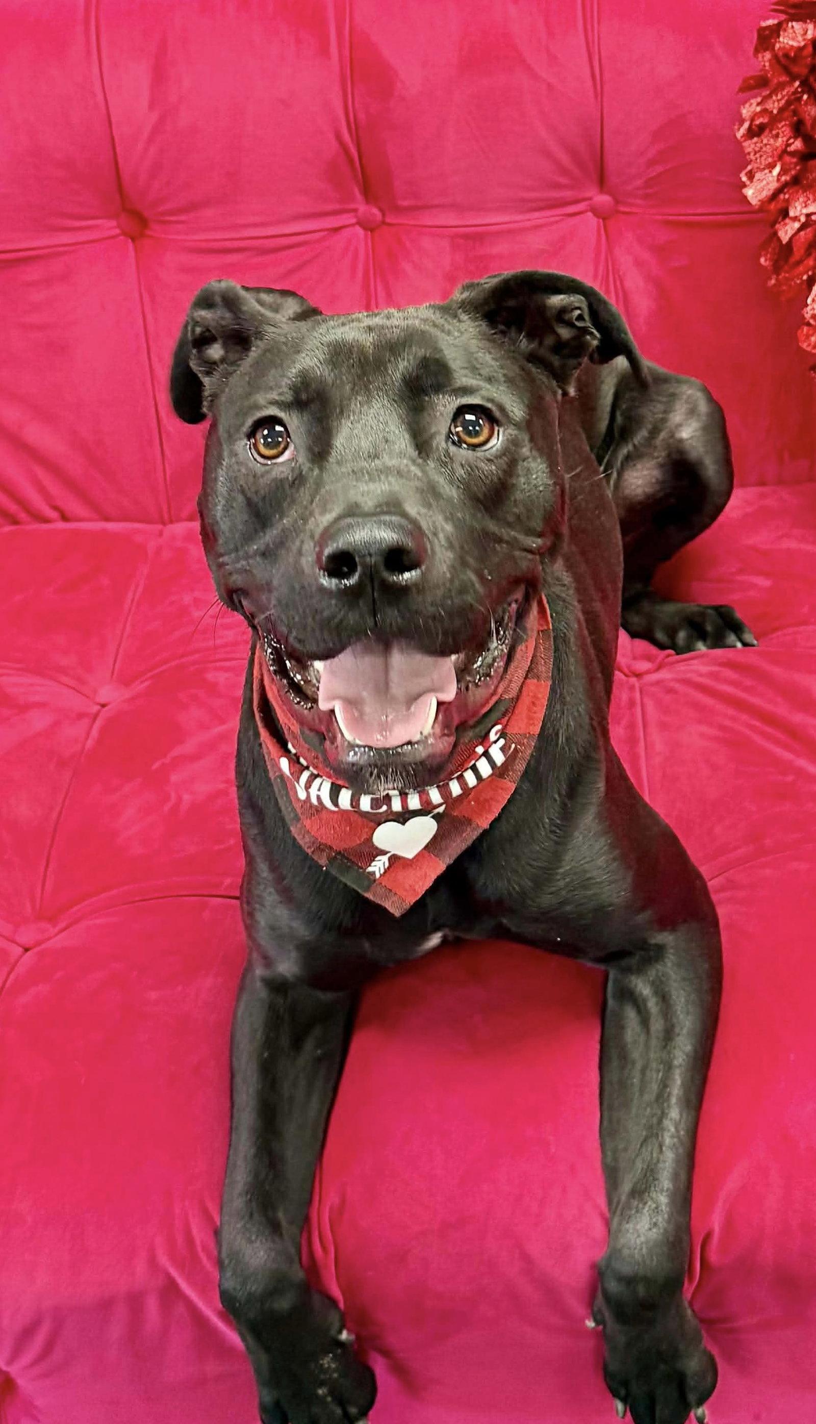 Enlarge Jenson, a Adoptable mixed breed in Elgin, IL image 1/3