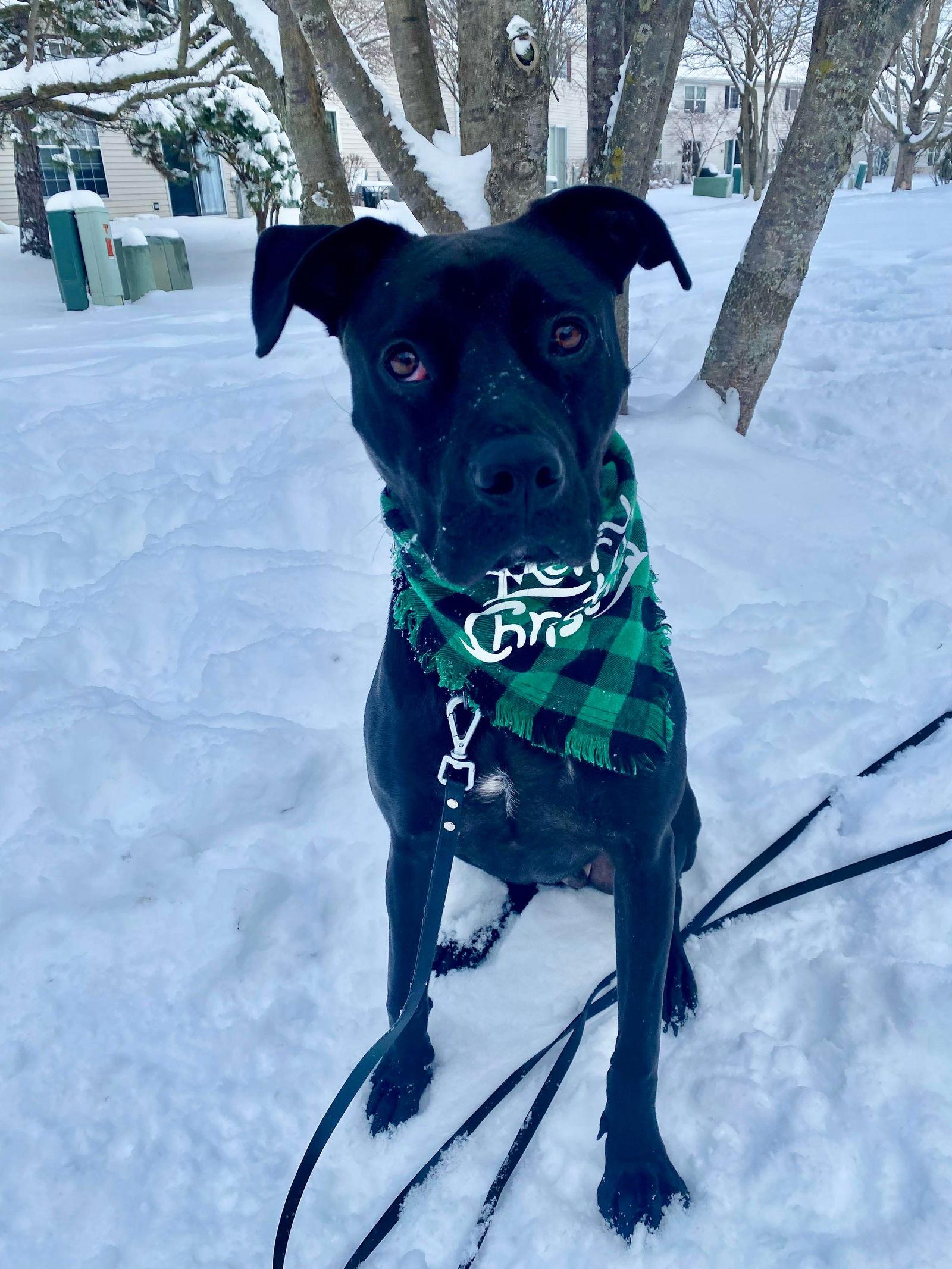 Jenson, Adoptable, Young Male Labrador Retriever & Terrier.