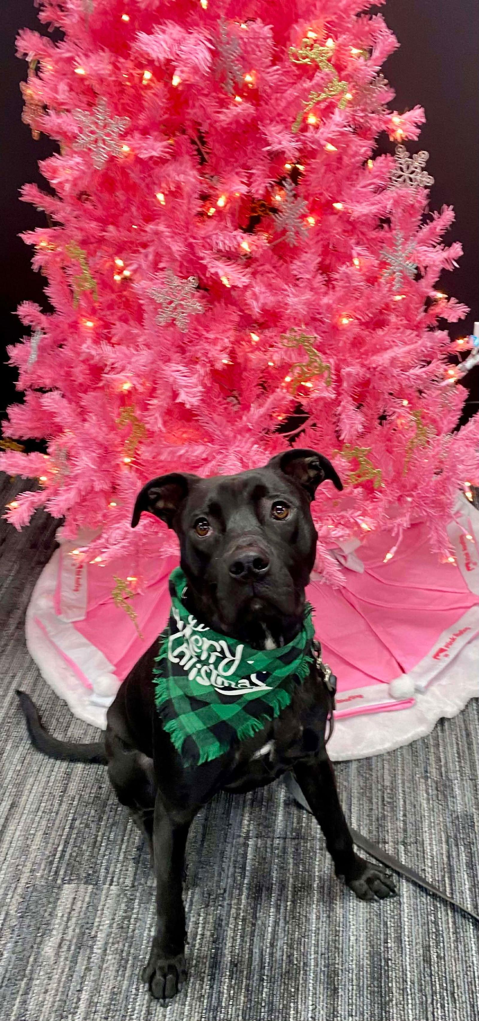 Enlarge Jenson, a Adoptable mixed breed in Elgin, IL image 2/3