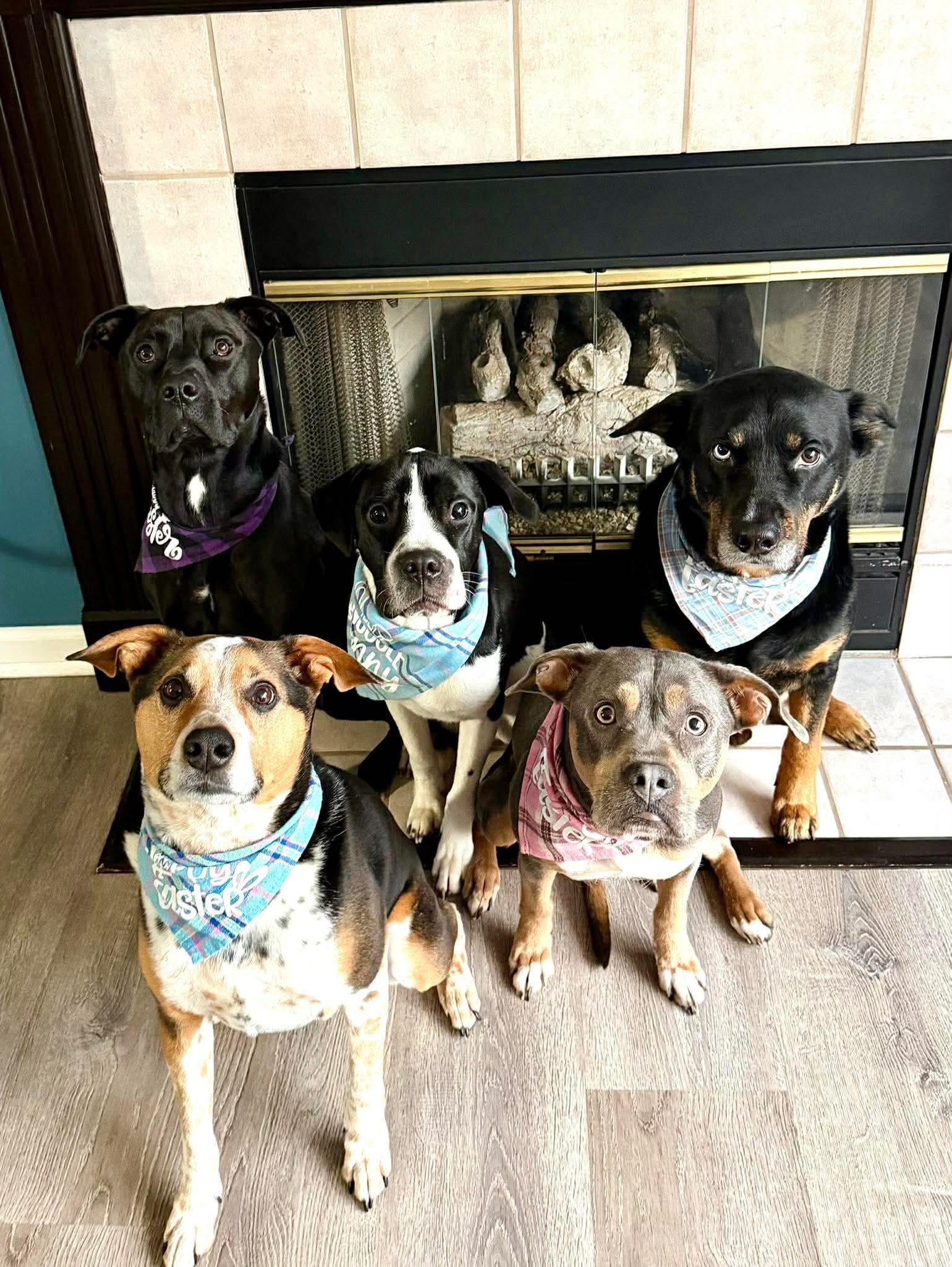 Enlarge Jenson, a Adoptable mixed breed in Elgin, IL image 2/3