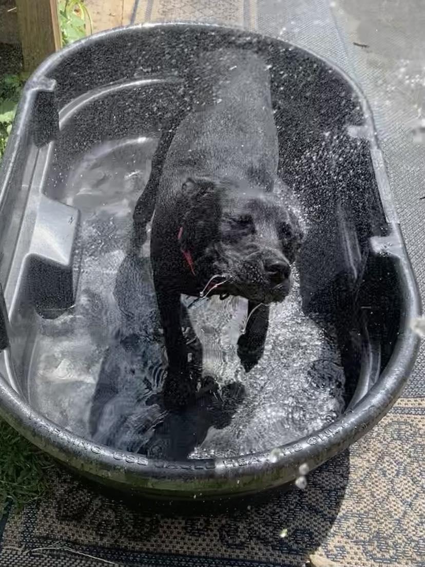 Enlarge Jenson, a Adoptable mixed breed in Elgin, IL image 3/3