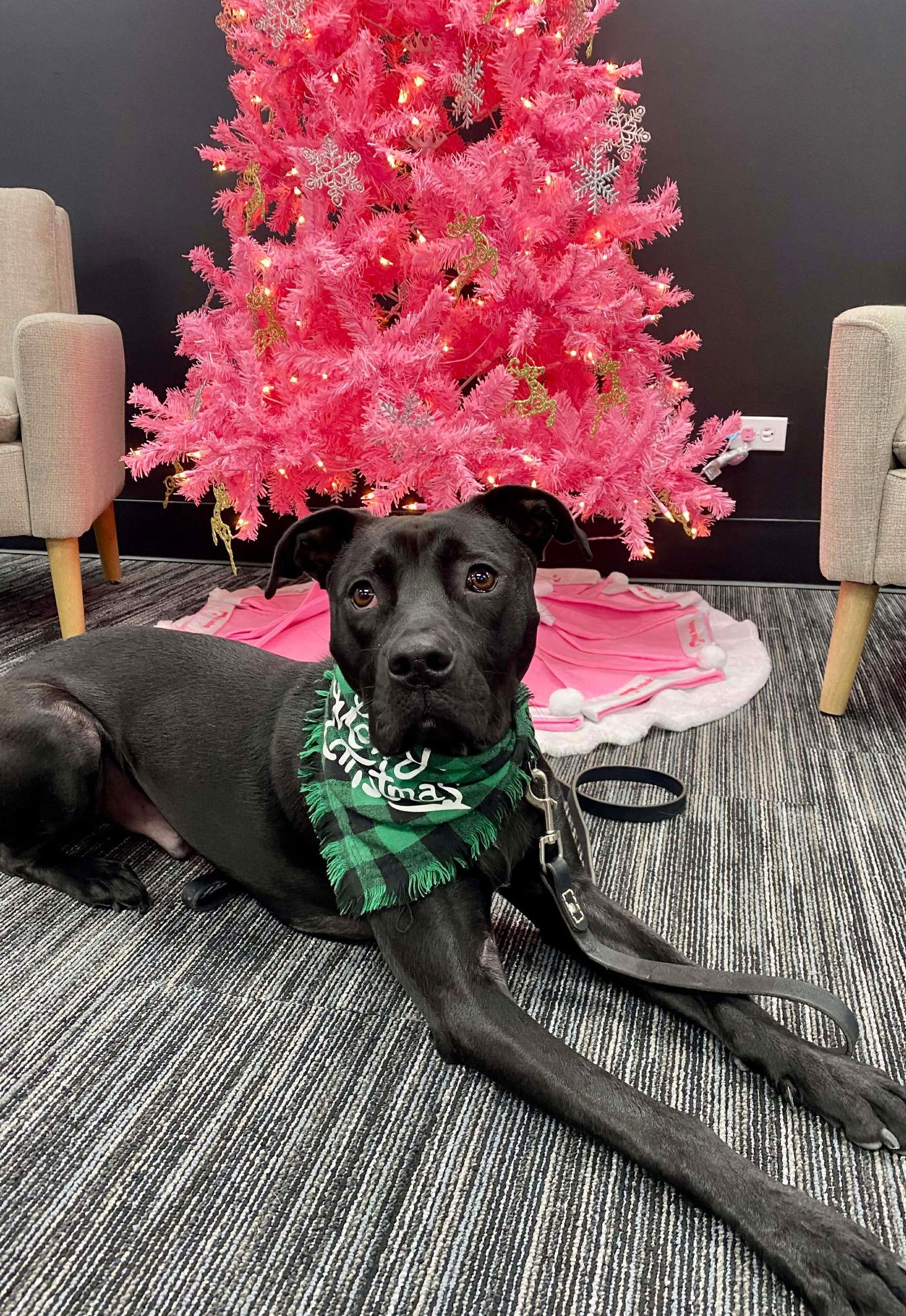 Enlarge Jenson, a Adoptable mixed breed in Elgin, IL image 3/3