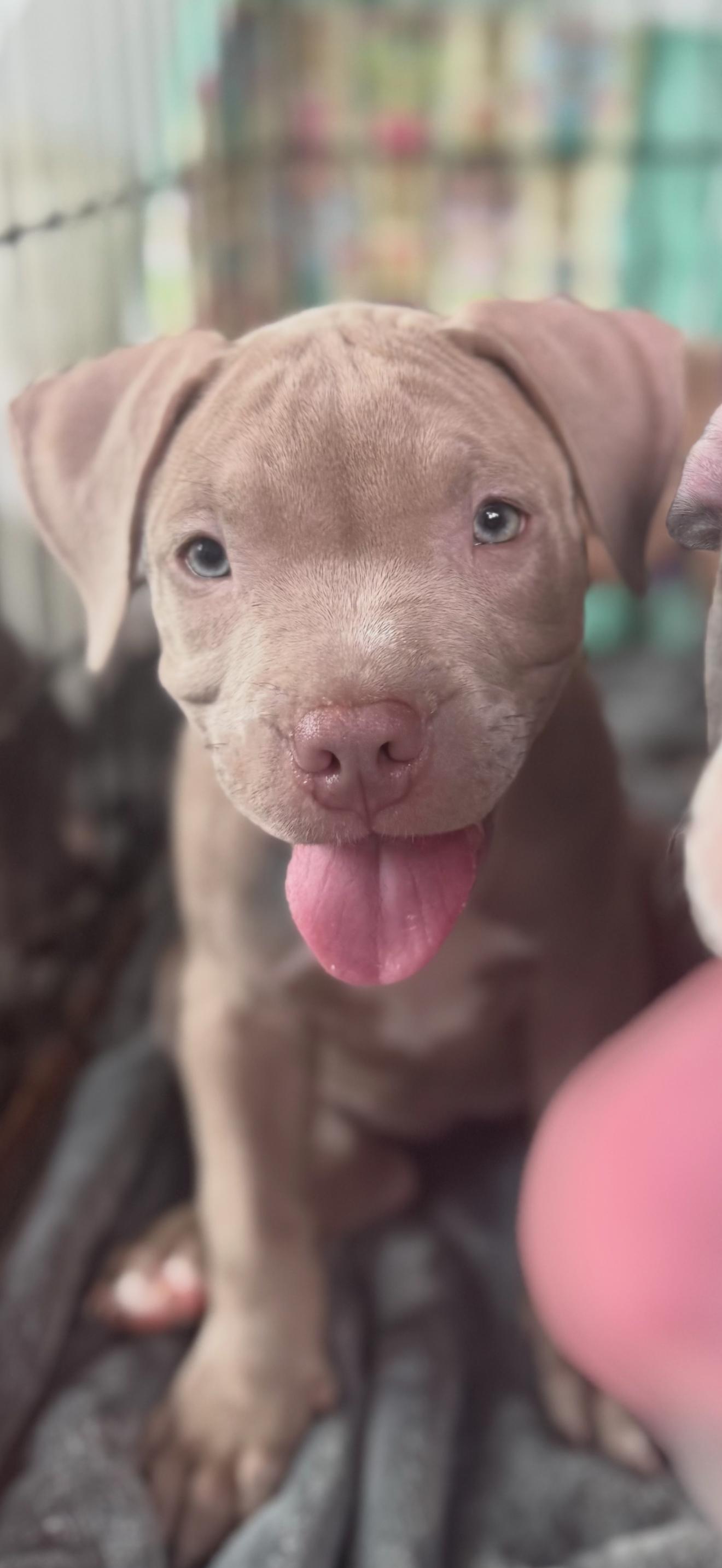 Enlarge Mulberry , an adoptable mixed breed in Deltona, FL image 2/2
