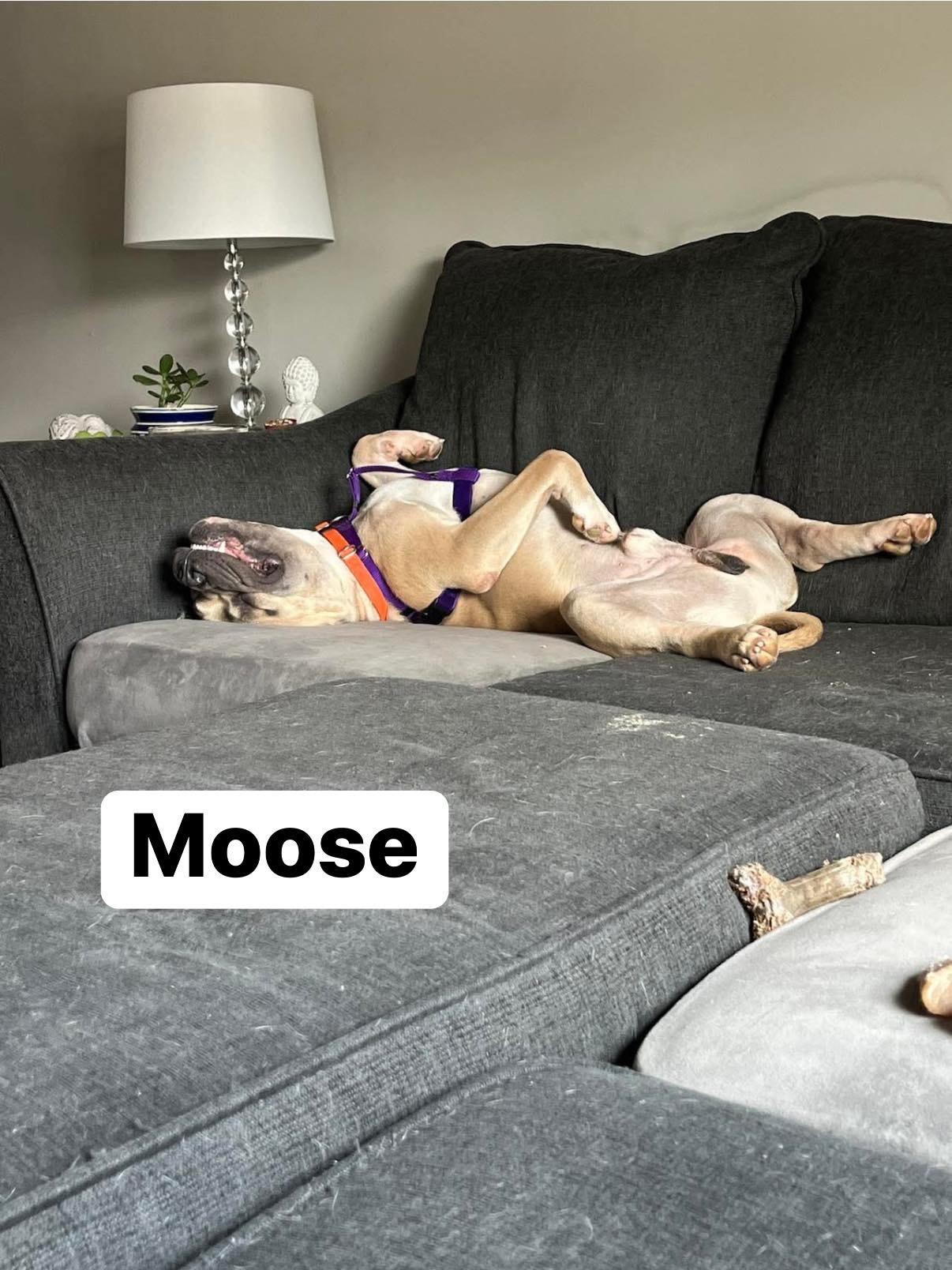Enlarge Moose, a Adoptable mixed breed in Elburn, IL image 1/5
