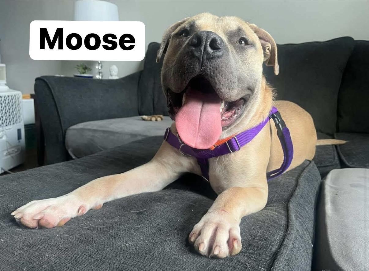 Enlarge Moose, a Adoptable mixed breed in Elburn, IL image 2/5