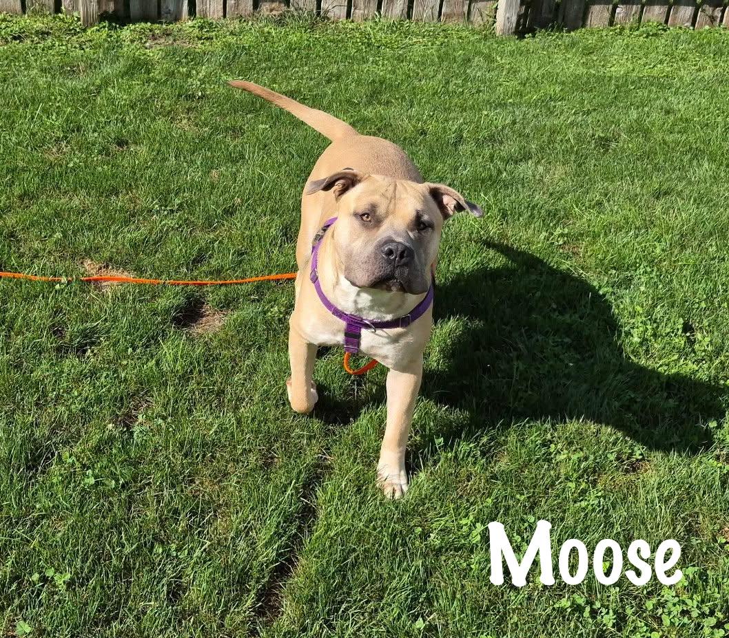 Moose, a Adoptable mixed breed in Elburn, IL image 2/5