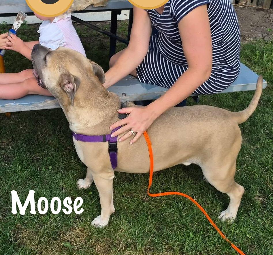 Moose, a Adoptable mixed breed in Elburn, IL image 5/5