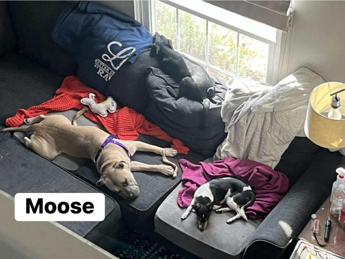 Enlarge Moose, a Adoptable mixed breed in Elburn, IL image 3/5