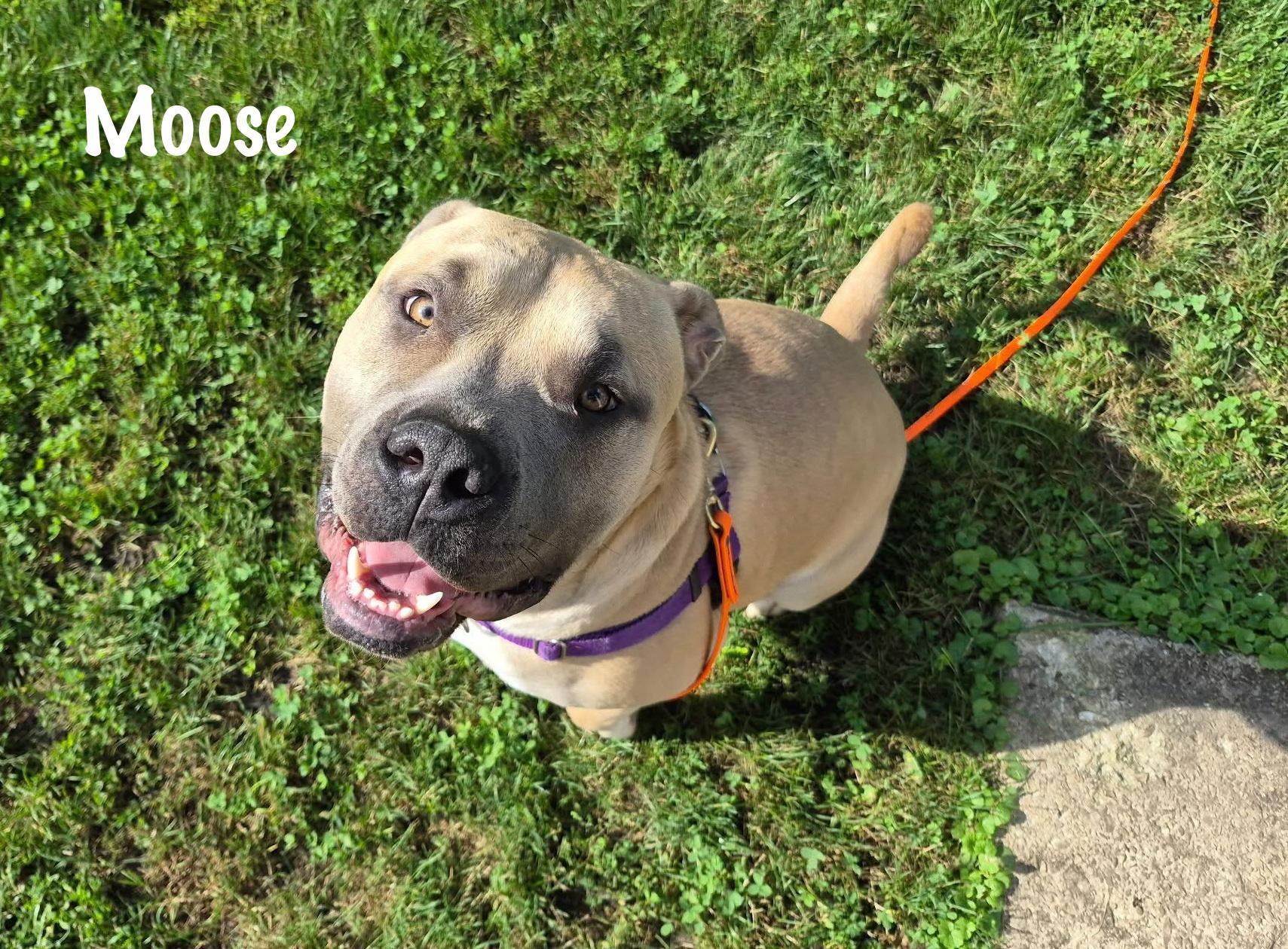 Moose, a Adoptable mixed breed in Elburn, IL image 1/5