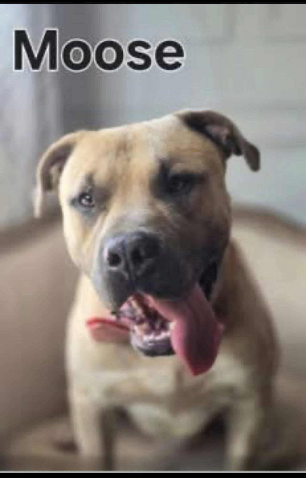 Enlarge Moose, a Adoptable mixed breed in Elburn, IL image 4/5