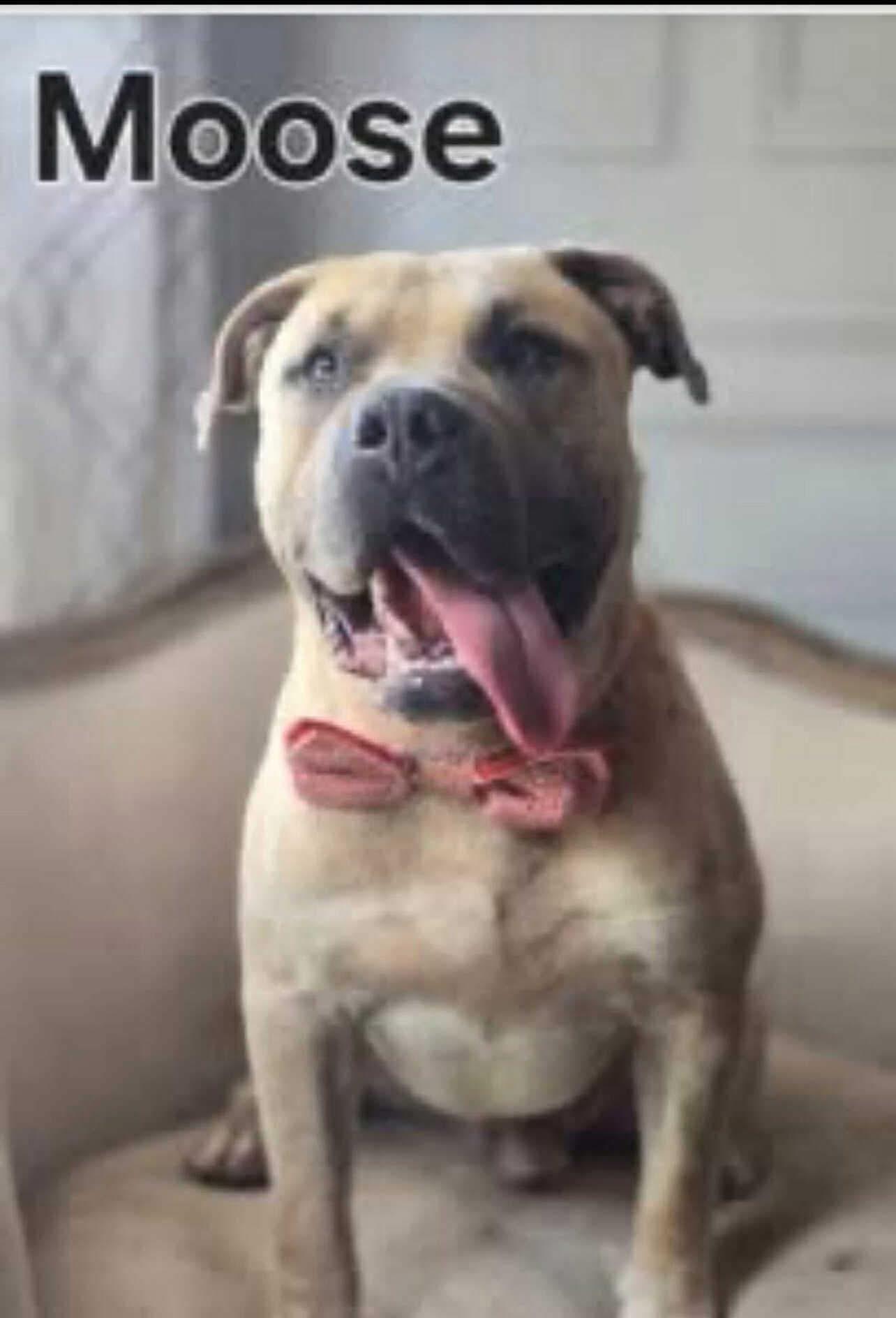 Enlarge Moose, a Adoptable mixed breed in Elburn, IL image 5/5