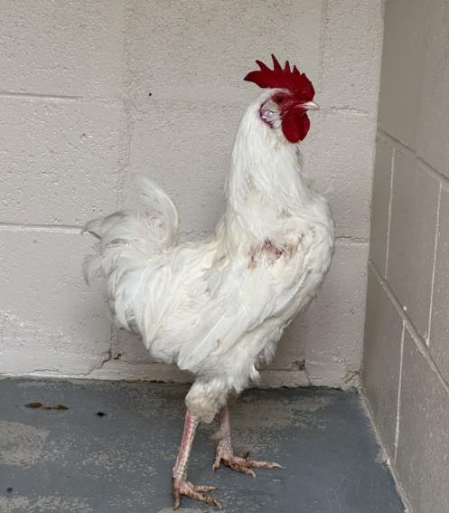 Enlarge WALLACE, a Adoptable Chicken in Santa Maria, CA image 1/1