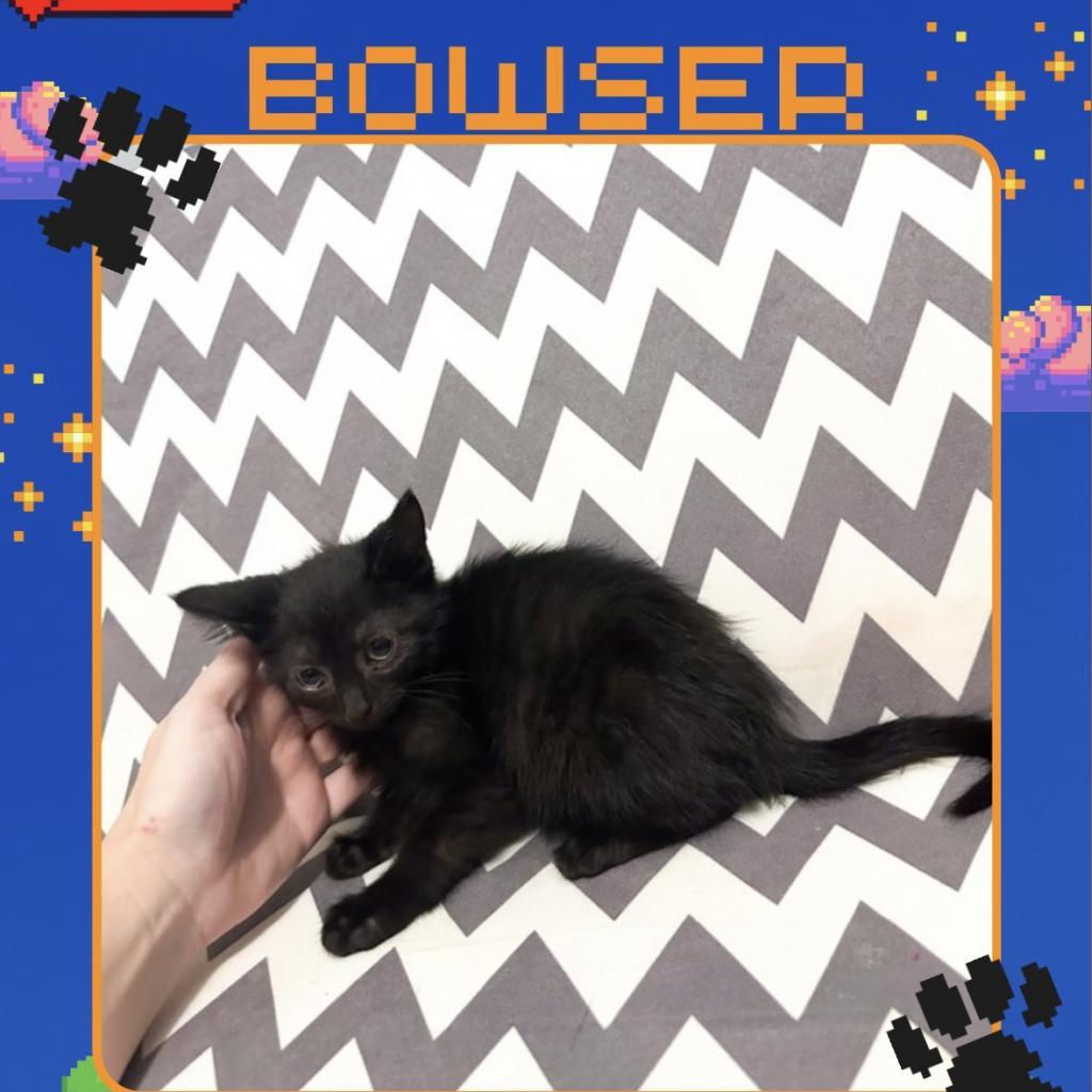 Enlarge Bowser, a Adoptable Domestic Short Hair in Hanna City, IL image 1/4