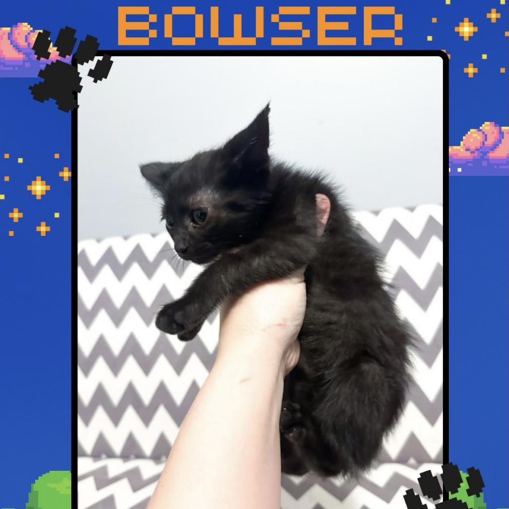 Enlarge Bowser, a Adoptable Domestic Short Hair in Hanna City, IL image 3/4