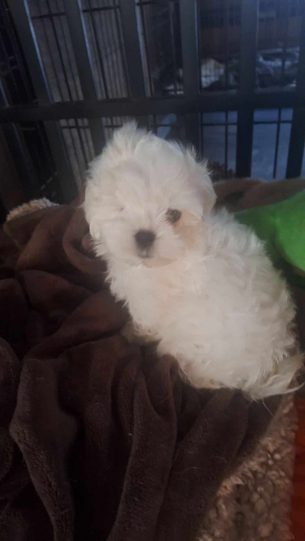 Enlarge Jack Sparrow, a ADOPTABLE Maltese in Los Angeles, CA image 5/5